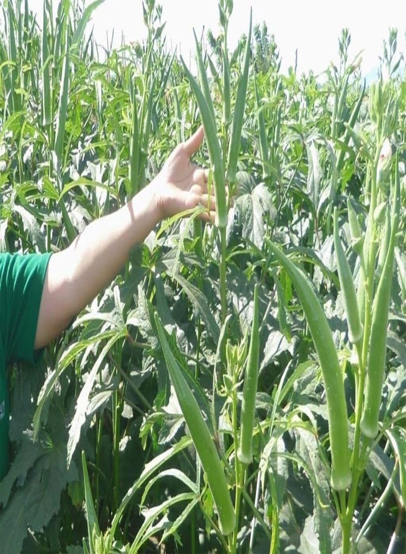 جي جوت 30 بامية فلبينية عملاقة نومبو، بهندي، جامبو، إصبع السيدة - Image 2