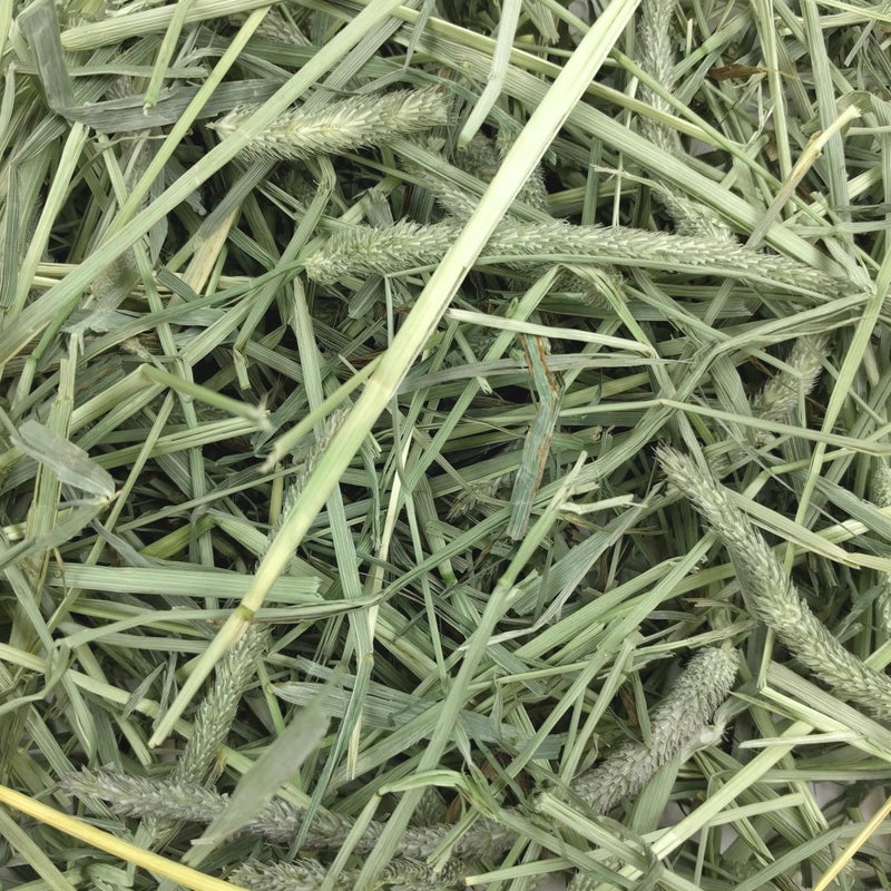 Oxbow Western Timothy Hay for Small Pets - All-Natural Grass Hay for Rabbits, Guinea Pigs, and Chinchillas - High Fiber for Digestive Health and Dental Support - 40 oz Bag - Image 5