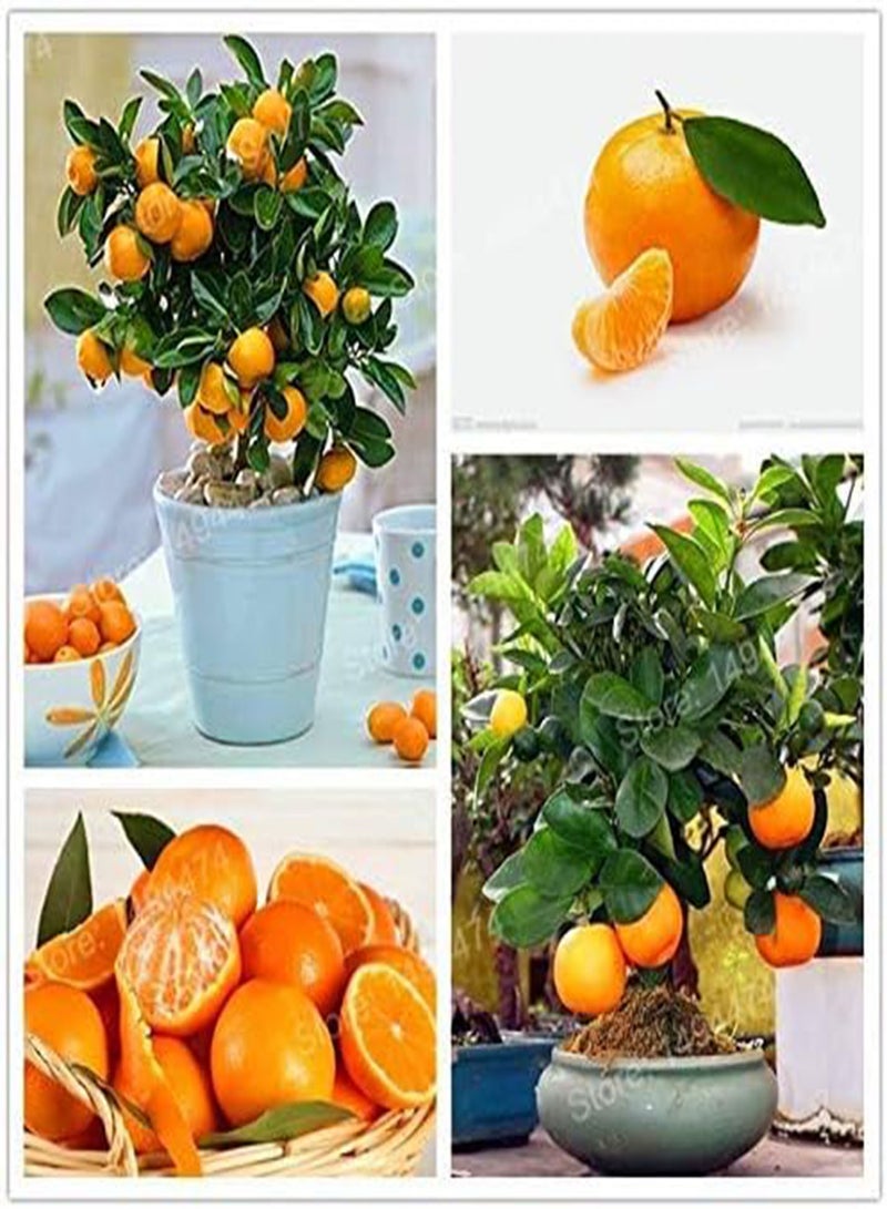 GGOOT Seed Germination: 10pcs Mini Orange Tree Nana Standing Orange Tree Mini vase edbl: only Seeds - Image 1