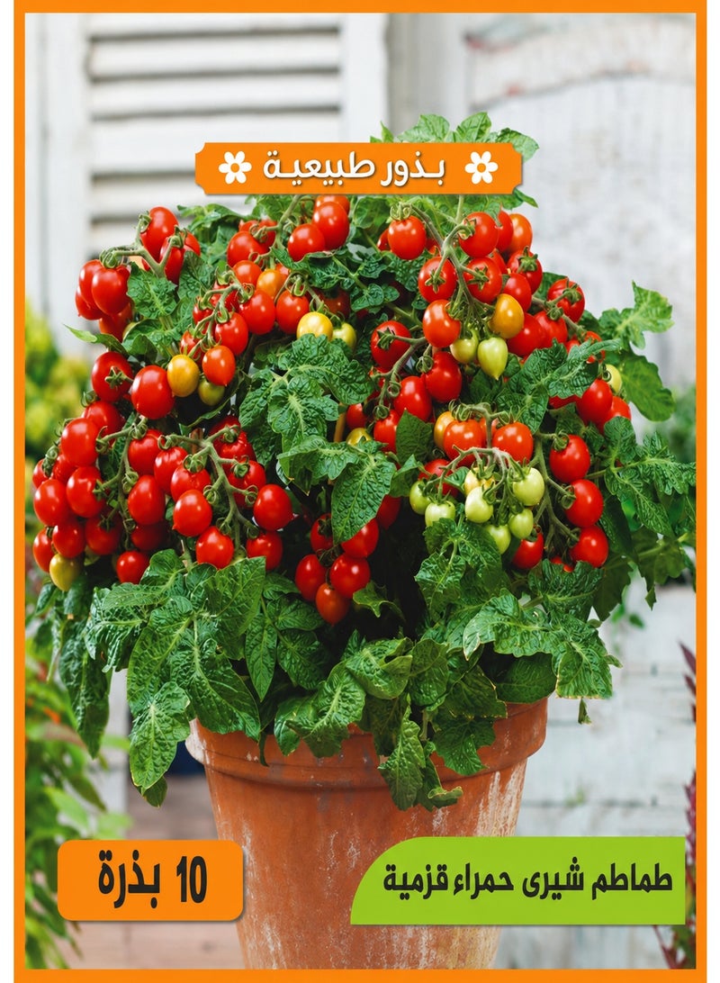 Premium, fast-growing, dwarf red cherry tomato seeds for potting, home gardens, and balconies - Image 1