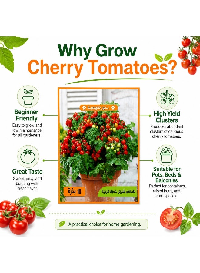 Premium, fast-growing, dwarf red cherry tomato seeds for potting, home gardens, and balconies - Image 5