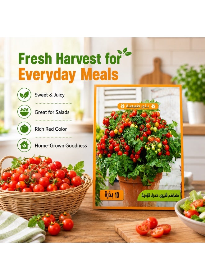 Premium, fast-growing, dwarf red cherry tomato seeds for potting, home gardens, and balconies - Image 4