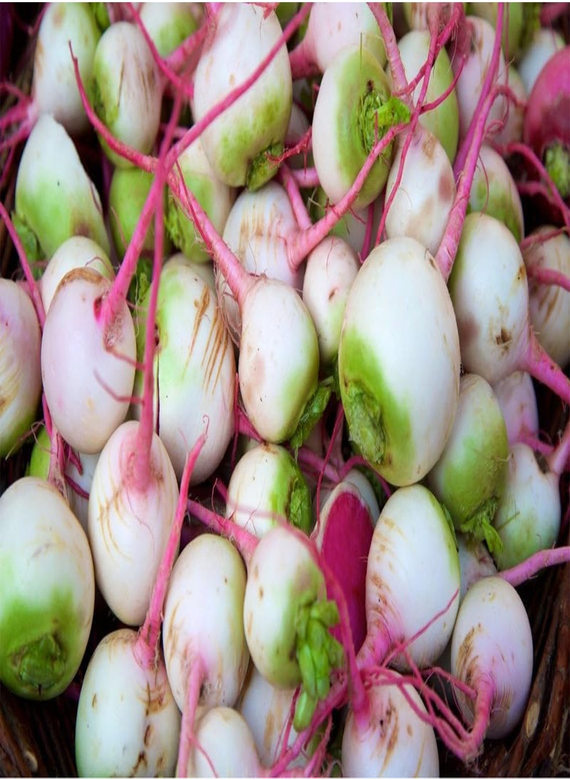 GGOOT Watermelon Radish Organic Seeds, Watermelon Radish Seeds, Home Gardening, High Germination, for Garden and Potting, Non-GMO Heirloom (10)  - Image 5