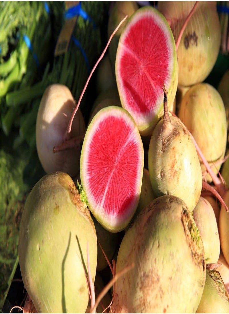 GGOOT Watermelon Radish Organic Seeds, Watermelon Radish Seeds, Home Gardening, High Germination, for Garden and Potting, Non-GMO Heirloom (10)  - Image 2