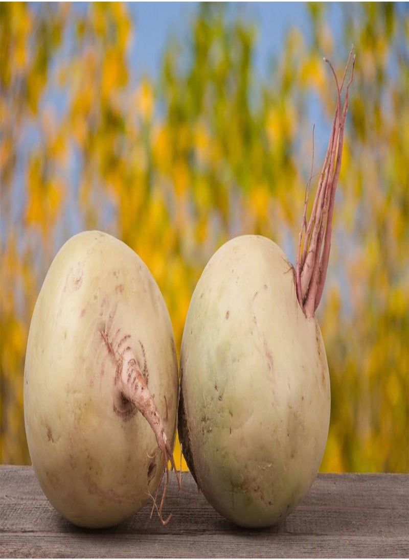 GGOOT Watermelon Radish Organic Seeds, Watermelon Radish Seeds, Home Gardening, High Germination, for Garden and Potting, Non-GMO Heirloom (10)  - Image 3