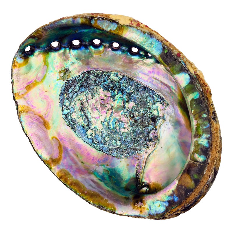 Alternative Imagination Hand Selected Abalone Shell, 6 Inches or Larger. Perfect for Holding Incense, Trinkets, and More - Image 1