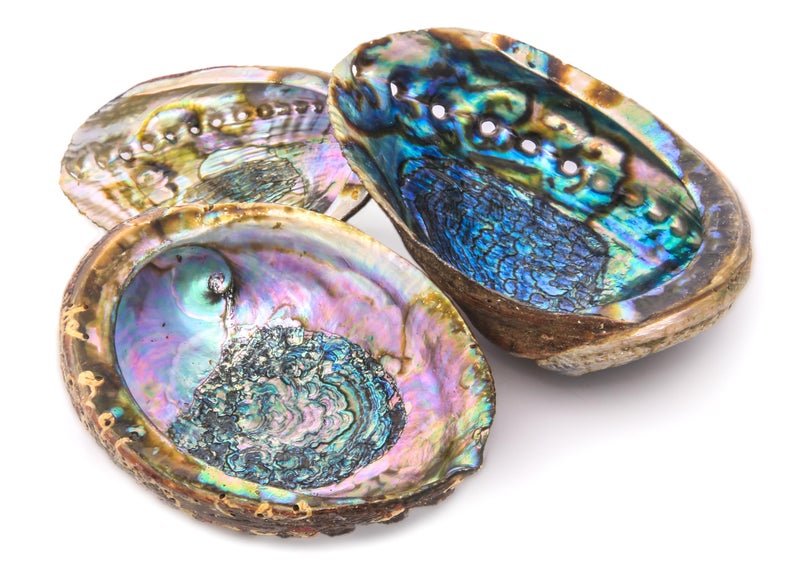 Alternative Imagination Hand Selected Abalone Shell, 6 Inches or Larger. Perfect for Holding Incense, Trinkets, and More - Image 3