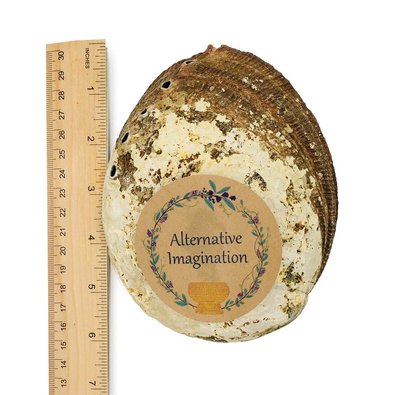 Alternative Imagination Hand Selected Abalone Shell, 6 Inches or Larger. Perfect for Holding Incense, Trinkets, and More - Image 2