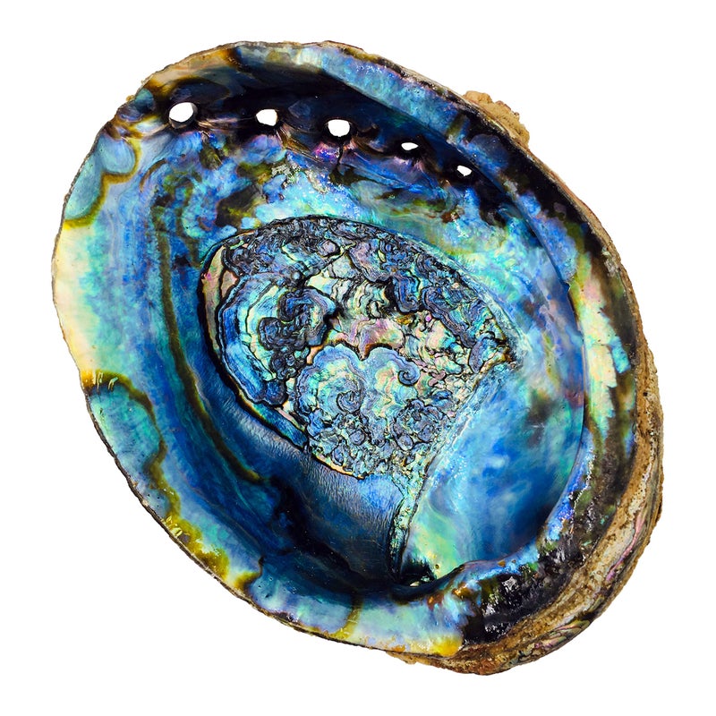 Alternative Imagination Hand Selected Abalone Shell, 6 Inches or Larger. Perfect for Holding Incense, Trinkets, and More - Image 4