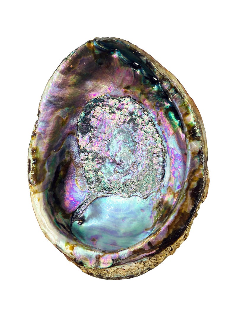 Alternative Imagination Hand Selected Abalone Shell, 6 Inches or Larger. Perfect for Holding Incense, Trinkets, and More - Image 5