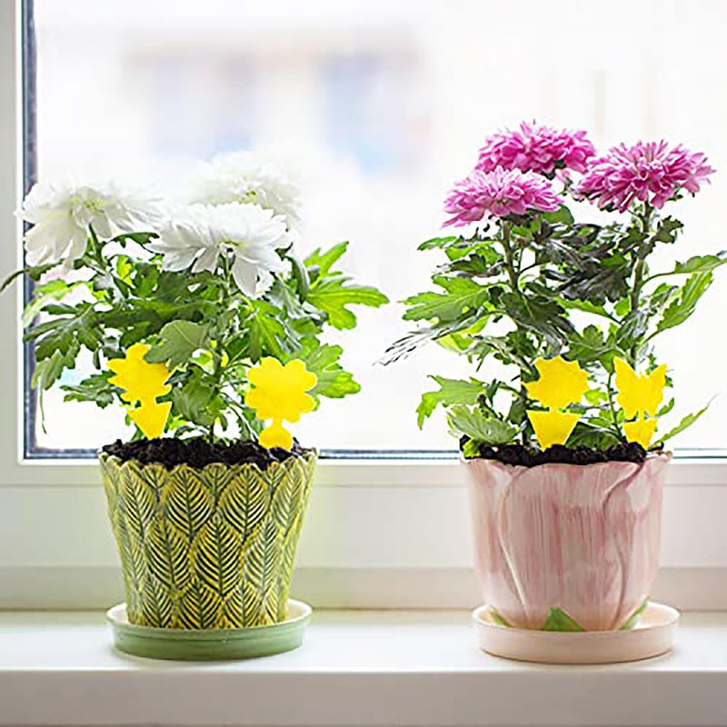 Mosqueda 72PCS Fruit Fly Sticky Traps Fungus Gnat Traps Insect Trap for Plants Kitchen Indoor Outdoor White Flies Mosquitos Fungus Gnats Flying Insects Houseplant Gifts - Image 5