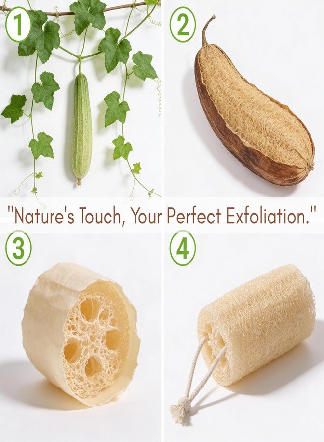 ORRIC Natural Loofah short (4"-5") Scrub Sponge | Natural Body Scrubber for Bathing | Organic Ridge Gourd Fiber Natural sun dried bath Loofah | Peerkangai naaru | Turai Beerakaya Hirekai (Pack of 6) - Image 5