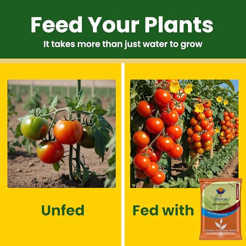 Utkarsh SOP 00 00 50 - Potassium Sulphate for Plants Growth, 100% Water Soluble Powder, Foliar Spray Nutrition | NPK Fertilizers for Home Garden & Crops (250 Gm; Pack of 1) - Image 2