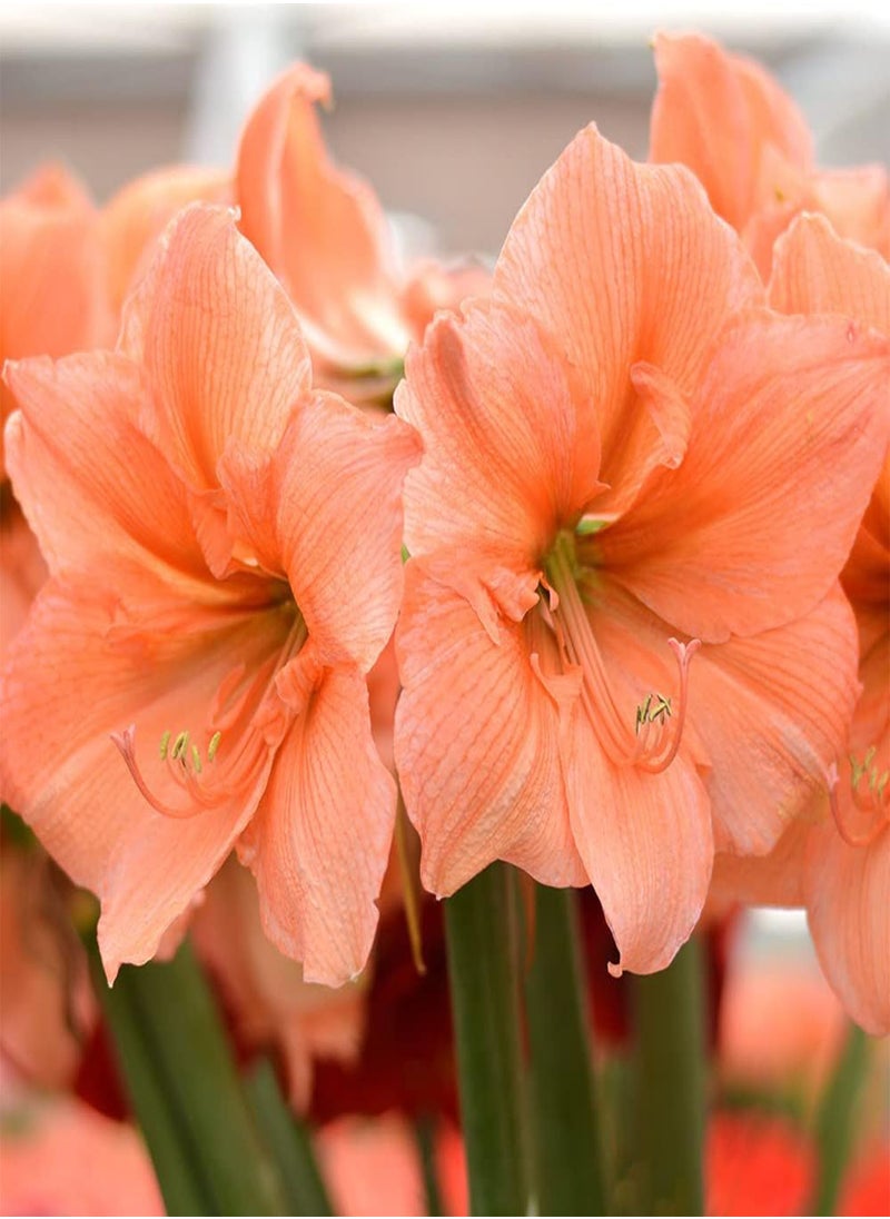 GGOOT 3pcs Orange Amaryllis seeds Without Investing Too Much Energy Upright Growth for Indoor Balcony Planting Window Sill Vase Decoration  - Image 1