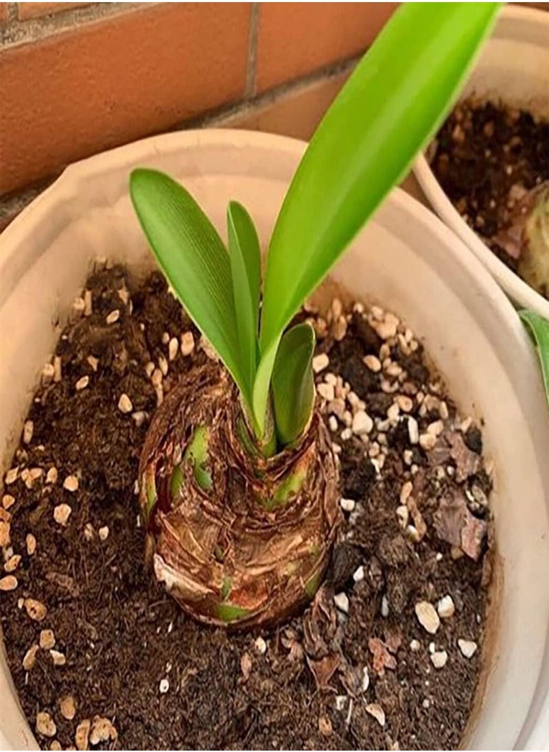 GGOOT 3pcs Orange Amaryllis seeds Without Investing Too Much Energy Upright Growth for Indoor Balcony Planting Window Sill Vase Decoration  - Image 4
