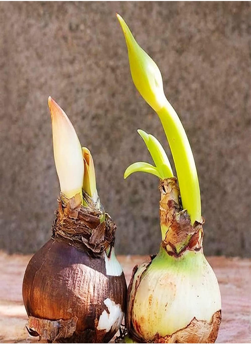 GGOOT 3pcs Orange Amaryllis seeds Without Investing Too Much Energy Upright Growth for Indoor Balcony Planting Window Sill Vase Decoration  - Image 3