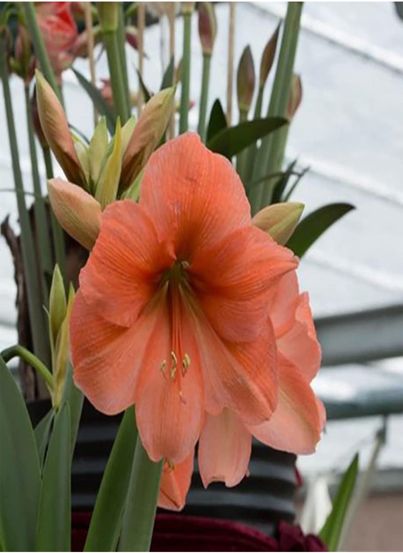 GGOOT 3pcs Orange Amaryllis seeds Without Investing Too Much Energy Upright Growth for Indoor Balcony Planting Window Sill Vase Decoration  - Image 2