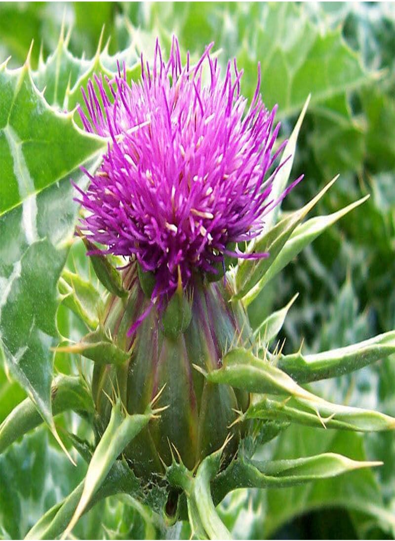GGOOT Milk Thistle Seeds - Edible Biennial Plant - Bulk - 10 Seeds 
