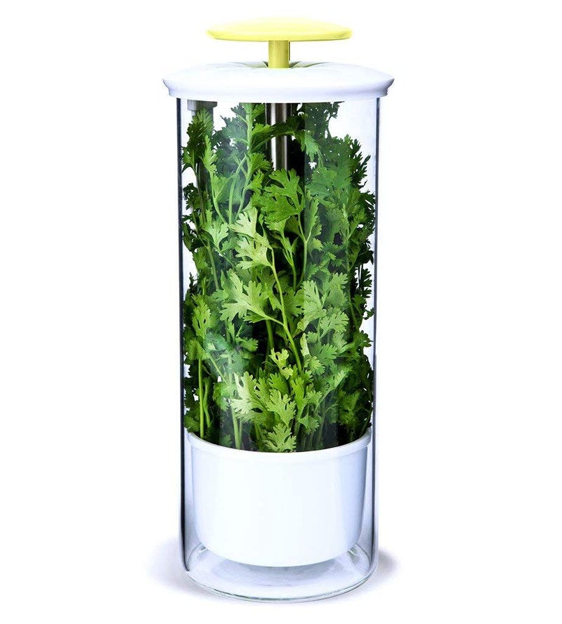 NOVART NOVART XXL Herb Keeper and Herb Saver  Glass Storage Container for Cilantro Mint Parsley Asparagus Keeps Greens Fresh for 23 Weeks 