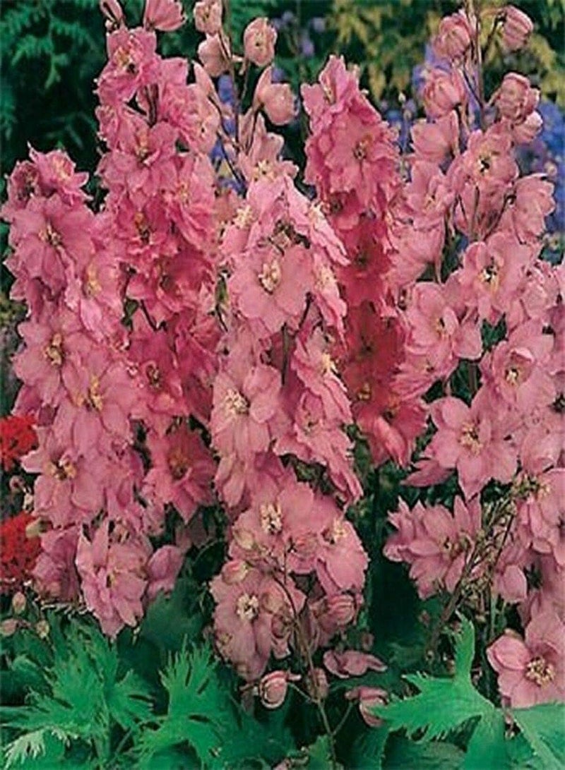 GGOOT Delphinium- Cultorum- Astolat- 50 Seeds - Image 1