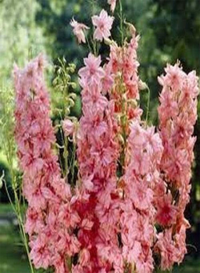GGOOT Delphinium- Cultorum- Astolat- 50 Seeds - Image 2
