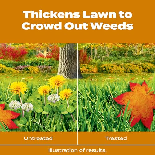 Scotts Turf Builder WinterGuard Fall Weed & Feed5, Weed Killer Plus Fall Fertilizer, 4,000 sq. ft., 11.28 lbs. - Image 2
