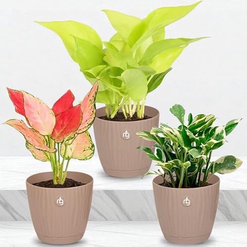 Nurturing Green® Combo of 3 Live Indoor Plants (Aglaonema Lady Valentine, Golden Money Plant & Njoy) in Mocha Self Watering Pots - Image 1
