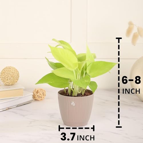 Nurturing Green® Combo of 3 Live Indoor Plants (Aglaonema Lady Valentine, Golden Money Plant & Njoy) in Mocha Self Watering Pots - Image 4