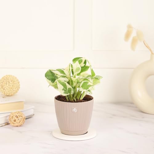 Nurturing Green® Combo of 3 Live Indoor Plants (Aglaonema Lady Valentine, Golden Money Plant & Njoy) in Mocha Self Watering Pots - Image 3