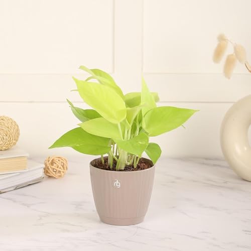 Nurturing Green® Combo of 3 Live Indoor Plants (Aglaonema Lady Valentine, Golden Money Plant & Njoy) in Mocha Self Watering Pots - Image 2