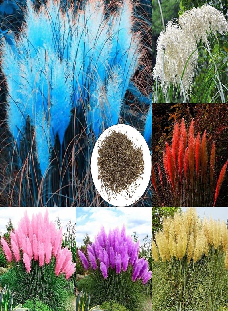 350Pcs Cold-Resistant Plant Seeds Quick Germination Multi-Color Pampas Grass Plant Ornamental Seeds for Farm Planting Garden Outdoor Yard - White Pampas Grass Seeds
