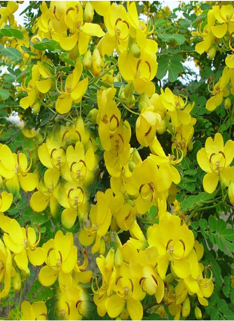 GGOOT Cassia corymbosa 10 Seeds Buttercup Texas Flowery Tree Drought Tolerant Dripping Wax Looking Pods Profusion of Yellow Blooms Easy to Grow  - Image 1