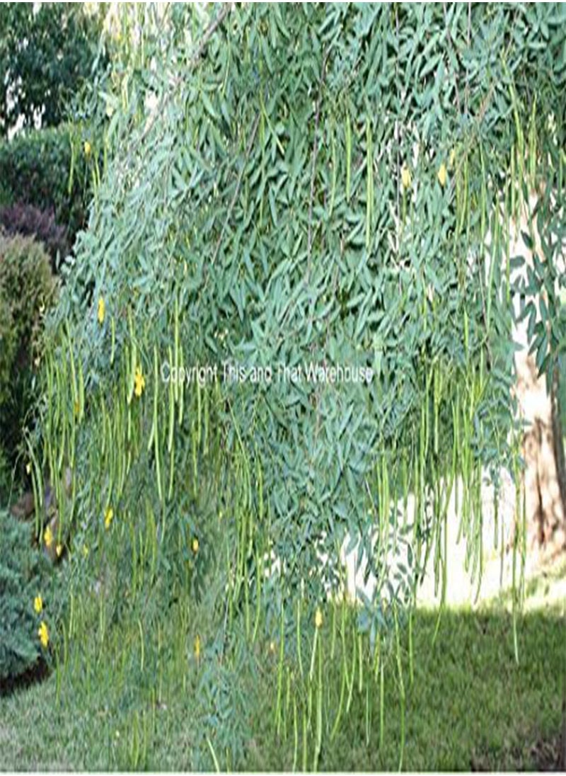 GGOOT Cassia corymbosa 10 Seeds Buttercup Texas Flowery Tree Drought Tolerant Dripping Wax Looking Pods Profusion of Yellow Blooms Easy to Grow  - Image 2
