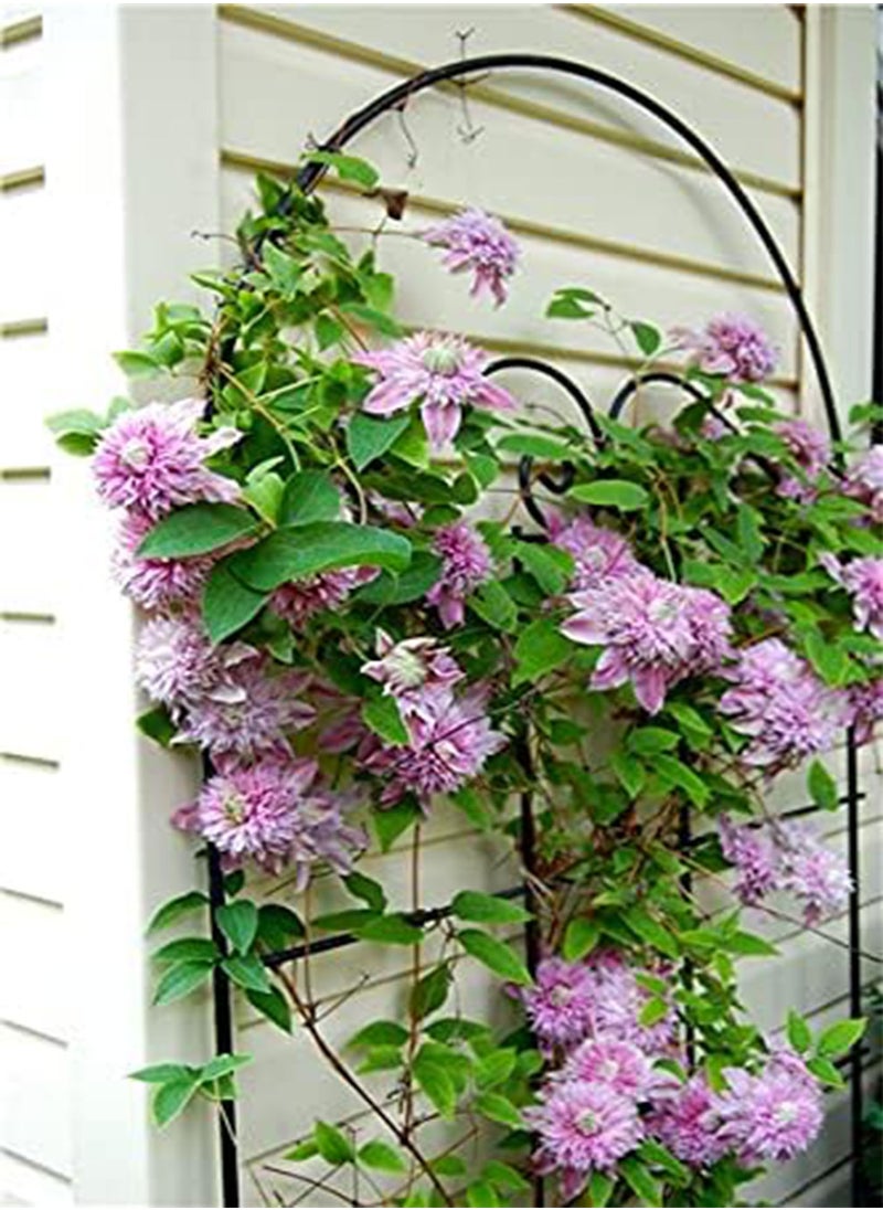 GGOOT 10 pcs / Bag Exotic Clematis Seed Flower Blooming Clematis Vines Plant Indoor & Outdoor Pot Plant for Home Garden Decor - (Color: 10)  - Image 1