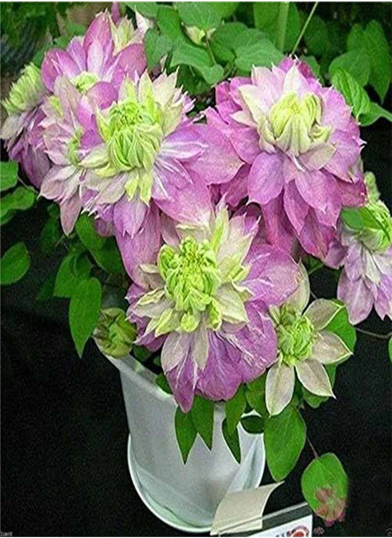 GGOOT 10 pcs / Bag Exotic Clematis Seed Flower Blooming Clematis Vines Plant Indoor & Outdoor Pot Plant for Home Garden Decor - (Color: 10)  - Image 4