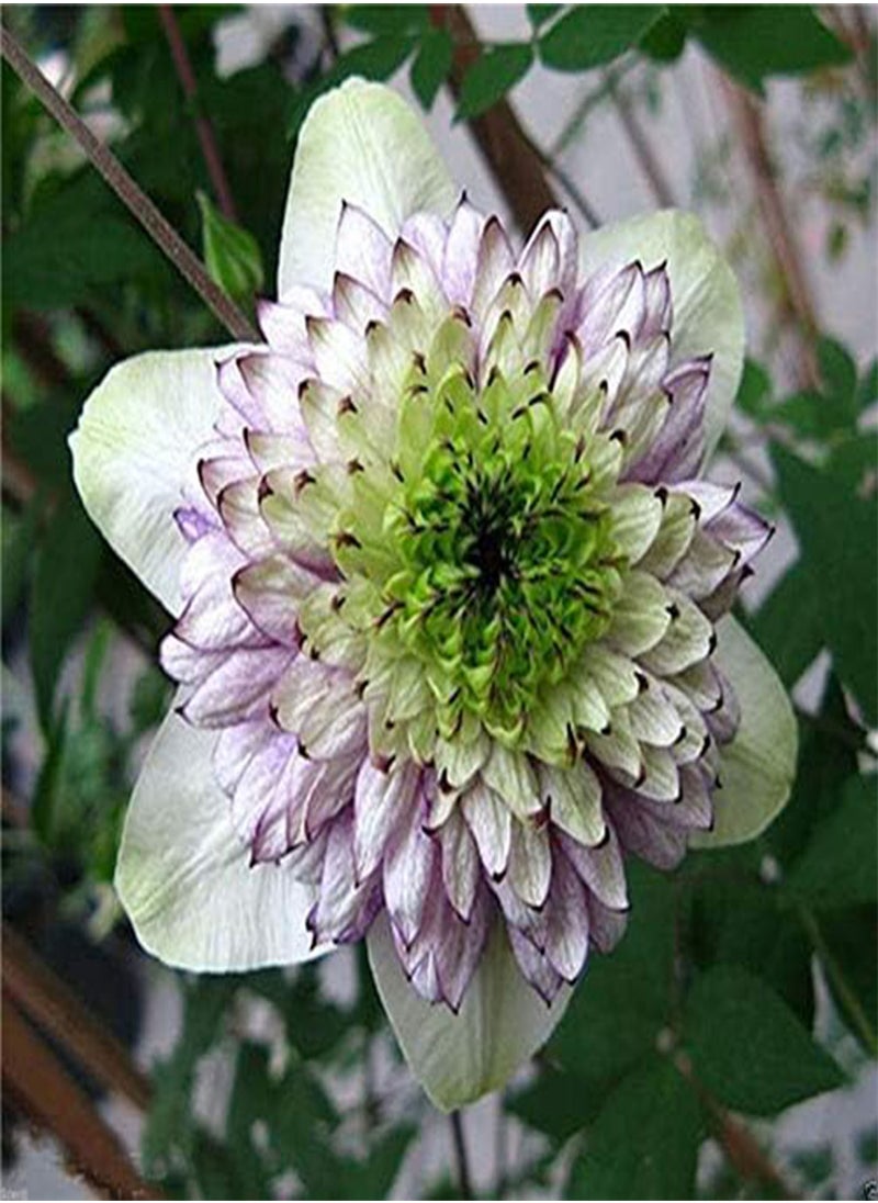 GGOOT 10 pcs / Bag Exotic Clematis Seed Flower Blooming Clematis Vines Plant Indoor & Outdoor Pot Plant for Home Garden Decor - (Color: 10)  - Image 3
