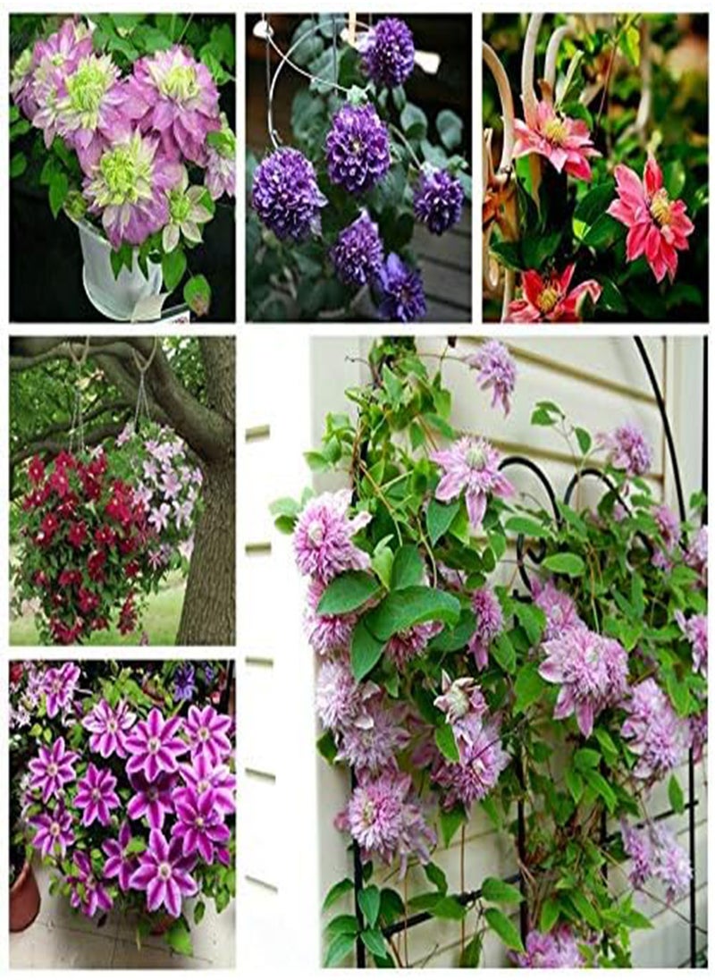 GGOOT 10 pcs / Bag Exotic Clematis Seed Flower Blooming Clematis Vines Plant Indoor & Outdoor Pot Plant for Home Garden Decor - (Color: 10)  - Image 2