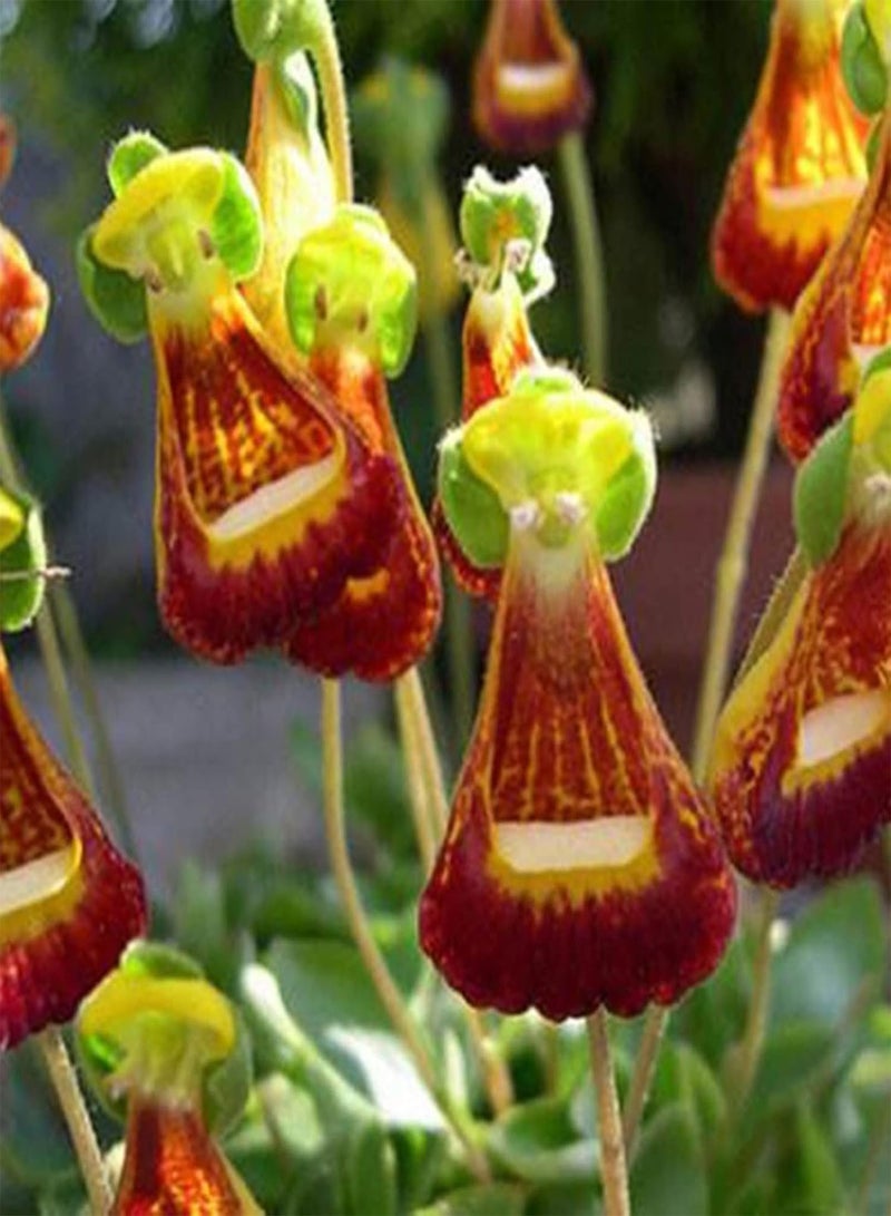 جي جوت 20 قطعة من بذور النباتات الزهرية ذات الأشكال النادرة، بذور نباتات بونساي للمناظر الطبيعية، حجم واحد - Image 4