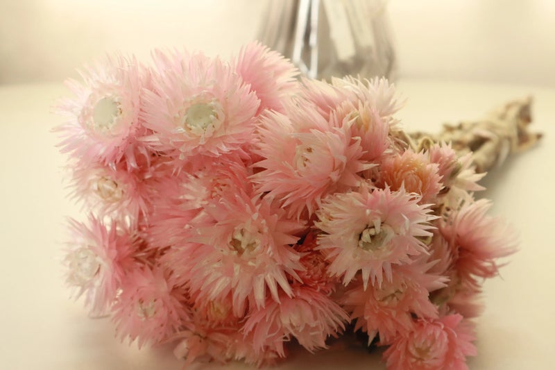 Bluejw Syncarpha Vestita Dried Flowers - Natural Everlasting Real Dried Plants for Long Lasting Dry Flower Bouquet - Image 5