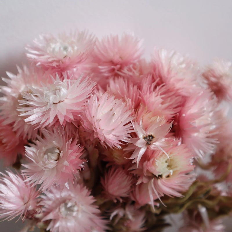 Bluejw Syncarpha Vestita Dried Flowers - Natural Everlasting Real Dried Plants for Long Lasting Dry Flower Bouquet - Image 3
