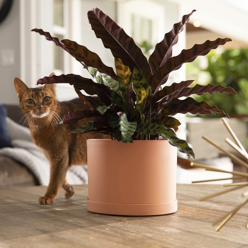 Bloem Mathers 8" Muted Terra Cotta Round Modern Resin Garden Planter Pot with Drainage Holes and Removable Saucer Tray Included - Image 2