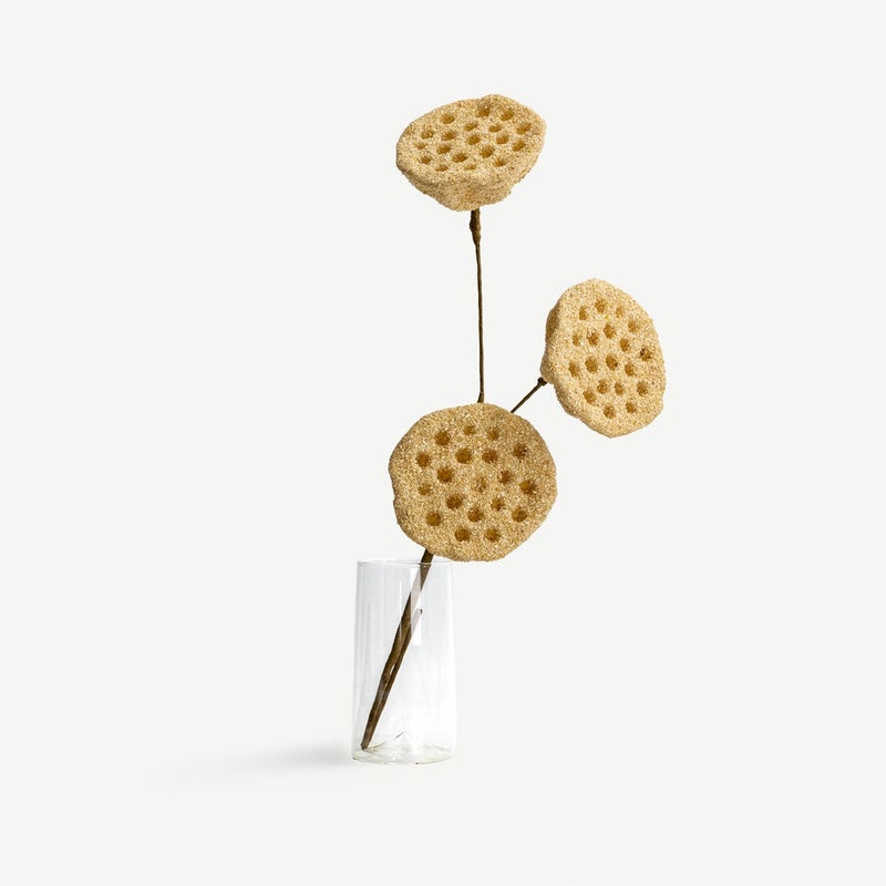 OC HOME قرون بذور اللوتس - بيج