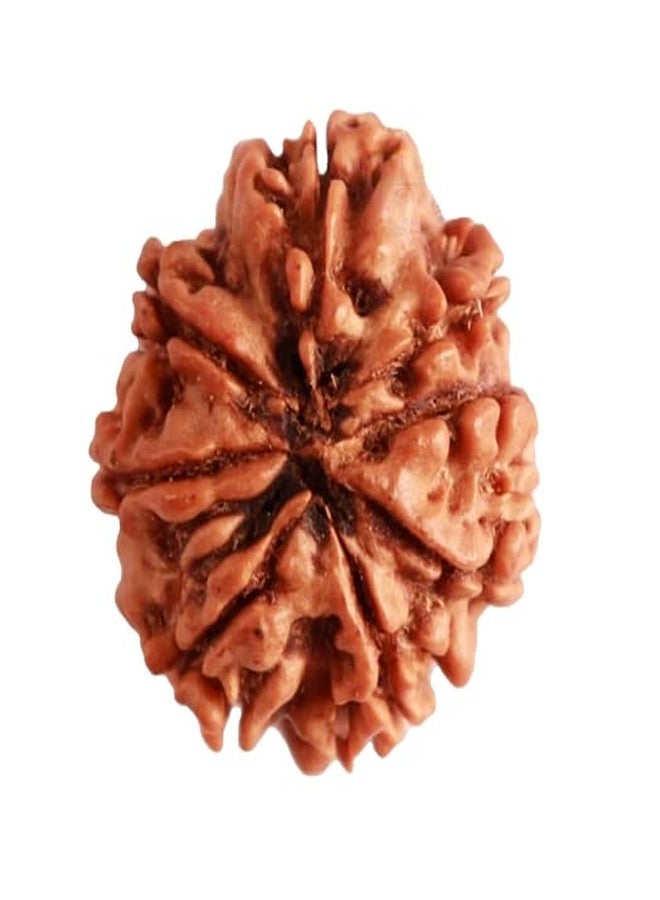 IRIS GEMS Aath mukhi rudraksha Original Certified आठ मुखी रुद्राक्ष ओरिजिनल सर्टिफाइड Eight mukhi rudraksh Nepali 8 face rudraksha नेचुरल आठ मुखी रुद्राक्ष ashtamukhi rudraksha mala 8 mukhi rudraksha - Image 2