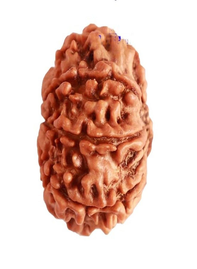 IRIS GEMS Aath mukhi rudraksha Original Certified आठ मुखी रुद्राक्ष ओरिजिनल सर्टिफाइड Eight mukhi rudraksh Nepali 8 face rudraksha नेचुरल आठ मुखी रुद्राक्ष ashtamukhi rudraksha mala 8 mukhi rudraksha - Image 3