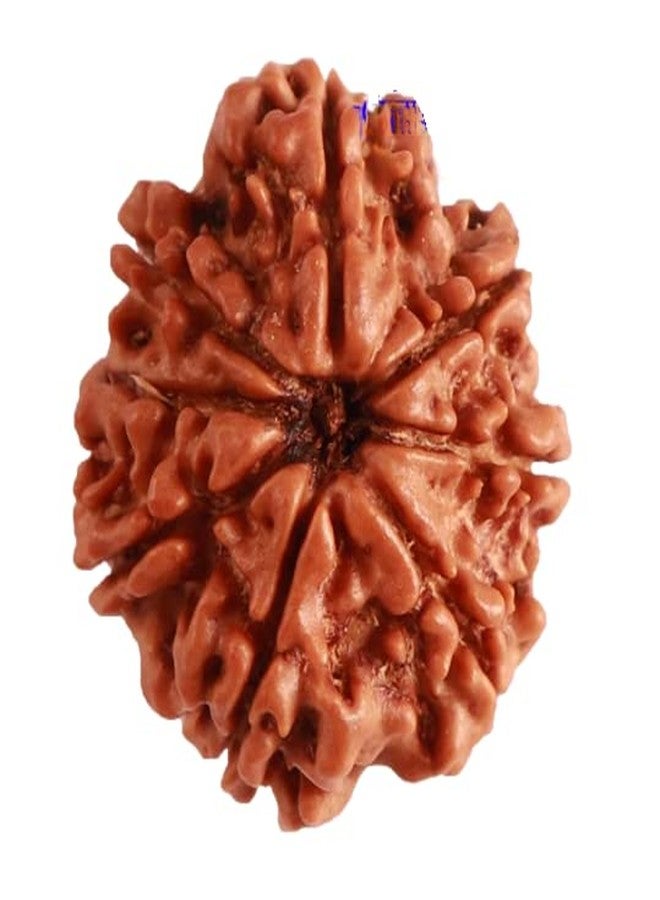 IRIS GEMS Aath mukhi rudraksha Original Certified आठ मुखी रुद्राक्ष ओरिजिनल सर्टिफाइड Eight mukhi rudraksh Nepali 8 face rudraksha नेचुरल आठ मुखी रुद्राक्ष ashtamukhi rudraksha mala 8 mukhi rudraksha - Image 1