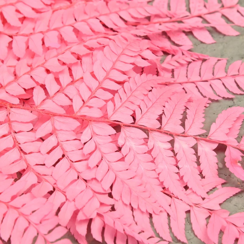 Bluejw Nordic Style Dried Fern Leaf Decoration – Preserved Real Fern for Valentine's Day, Wedding, and Home Decor - Image 4