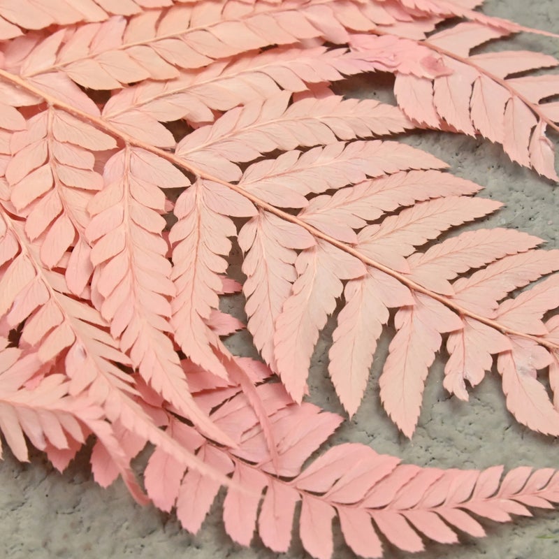 Bluejw Nordic Style Dried Fern Leaf Decoration – Preserved Real Fern for Valentine's Day, Wedding, and Home Decor - Image 2