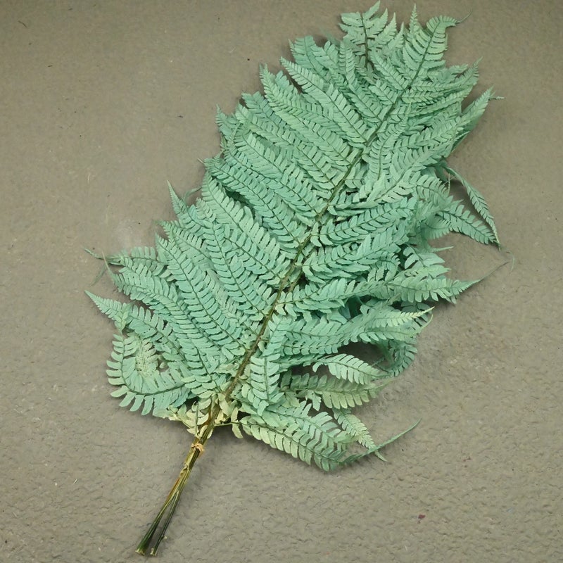 Bluejw Nordic Style Dried Fern Leaf Decoration – Preserved Real Fern for Valentine's Day, Wedding, and Home Decor - Image 5