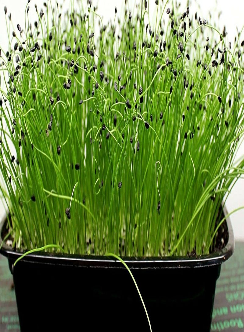 GGOOT Leek Microgreens Leek Seeds - (300 Seeds Approx) Quality Leek Micro Vegetable - Image 3