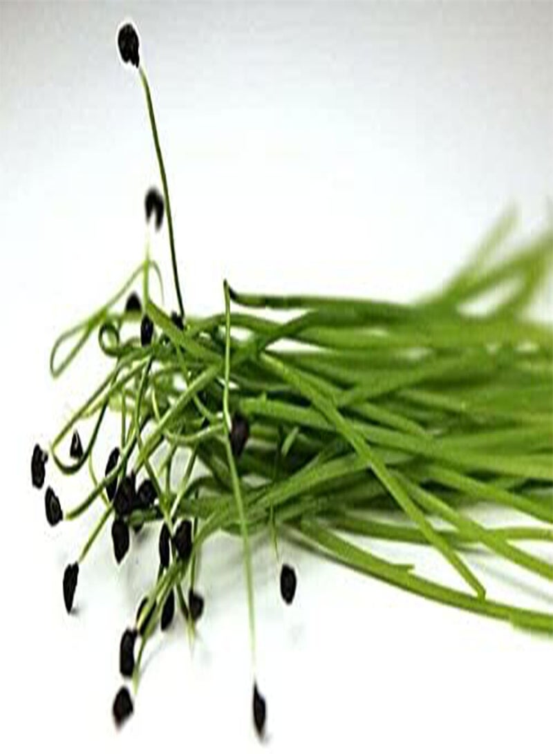 GGOOT Leek Microgreens Leek Seeds - (300 Seeds Approx) Quality Leek Micro Vegetable - Image 1